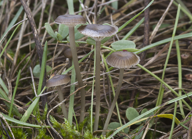 Mycena pseudopicta